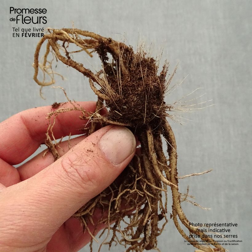 Hosta Devon Green Bare root sample as delivered in winter