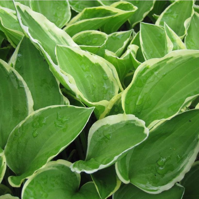 Hosta Diamond Tiara (Foliage)