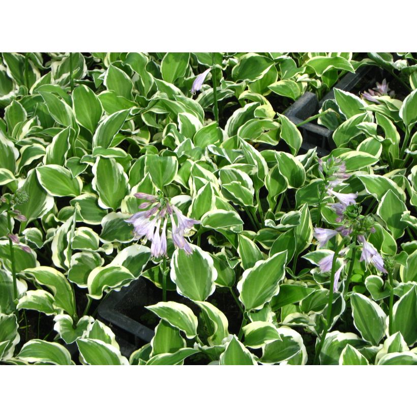 Hosta Diamond Tiara (Flowering)