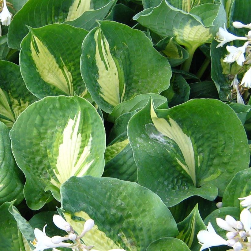 Hosta Dream Queen (Foliage)