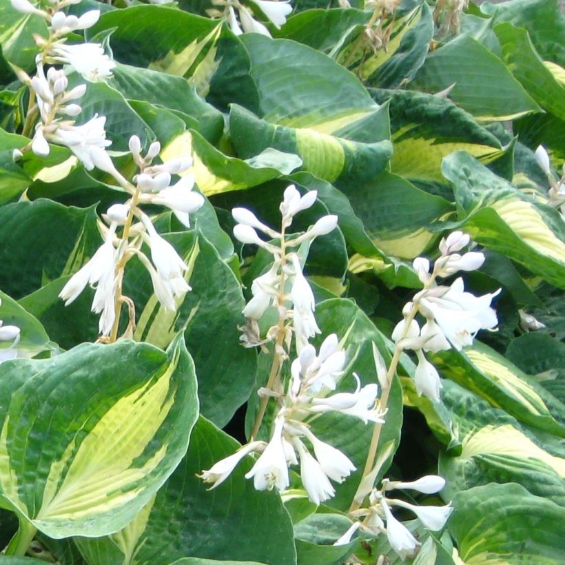 Hosta Dream Queen (Flowering)