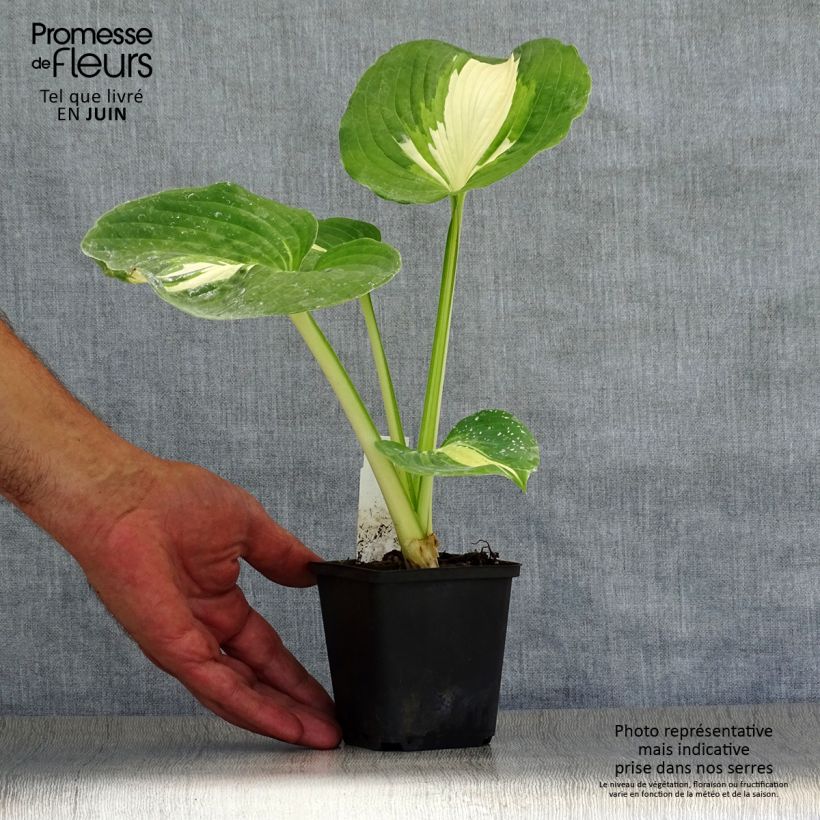 Hosta Dream Queen 8/9 cm pot sample as delivered in summer