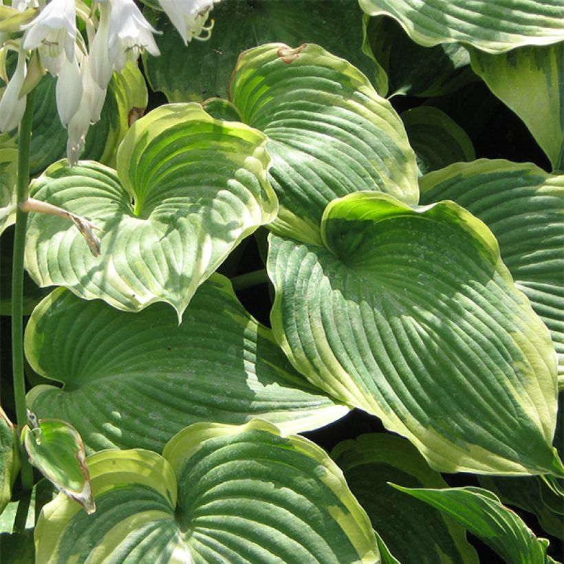 Hosta Earth Angel (Foliage)