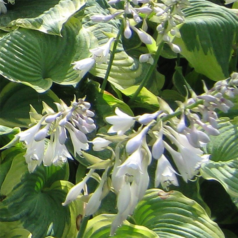 Hosta Earth Angel (Flowering)