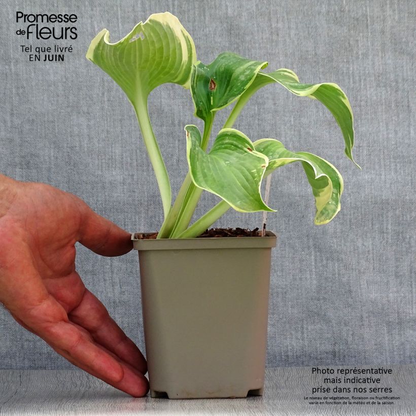 Hosta Earth Angel 8/9 cm pot sample as delivered in summer