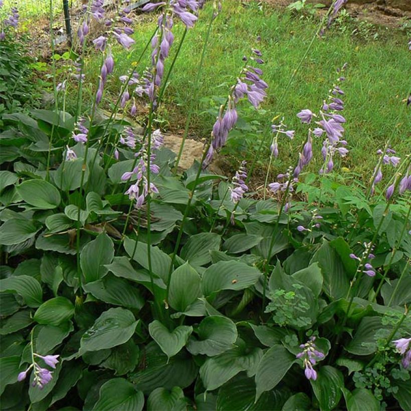 Hosta Elisabeth (Foliage)