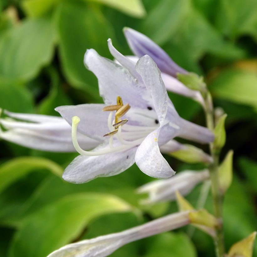 Hosta Elisabeth (Flowering)