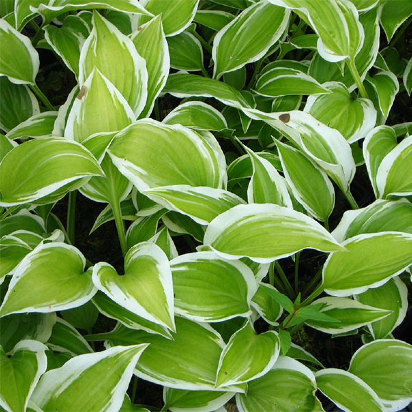 Hosta Emily Dickinson (Foliage)