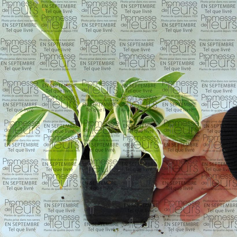 Example of Hosta Emily Dickinson 8/9 cm pot specimen as delivered