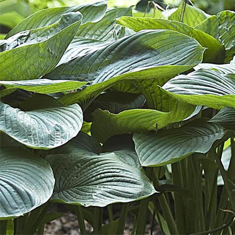 Hosta Empress Wu (Foliage)