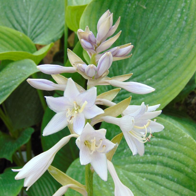 Hosta Empress Wu (Flowering)