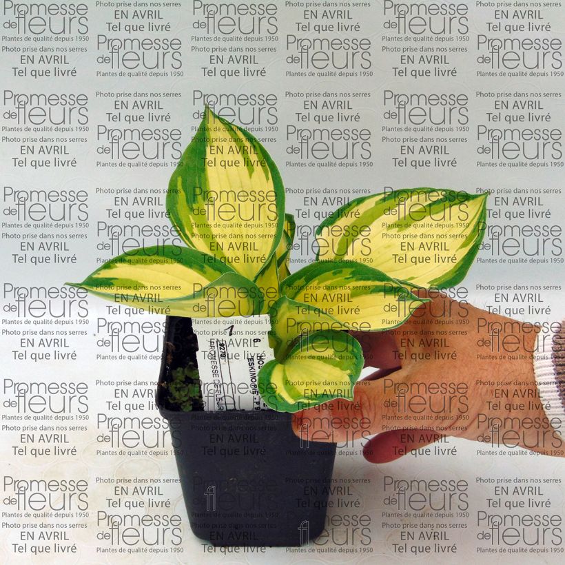 Example of Hosta Eskimo Pie 8/9 cm pot specimen as delivered
