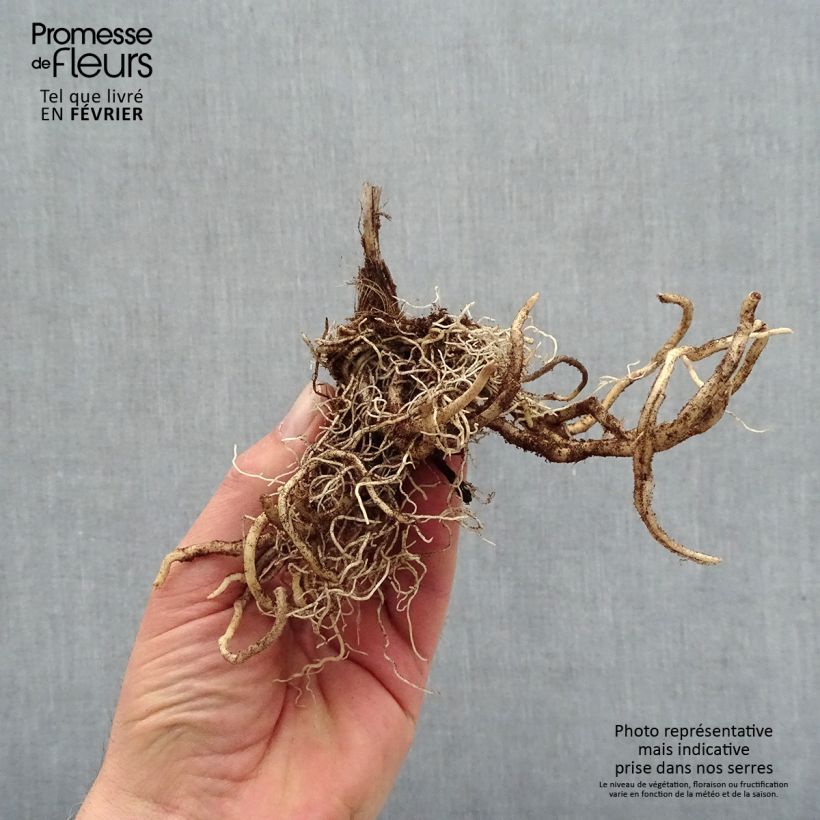 Hosta First Blush Bare root sample as delivered in winter