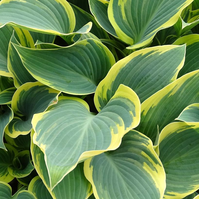 Hosta First Frost (Foliage)