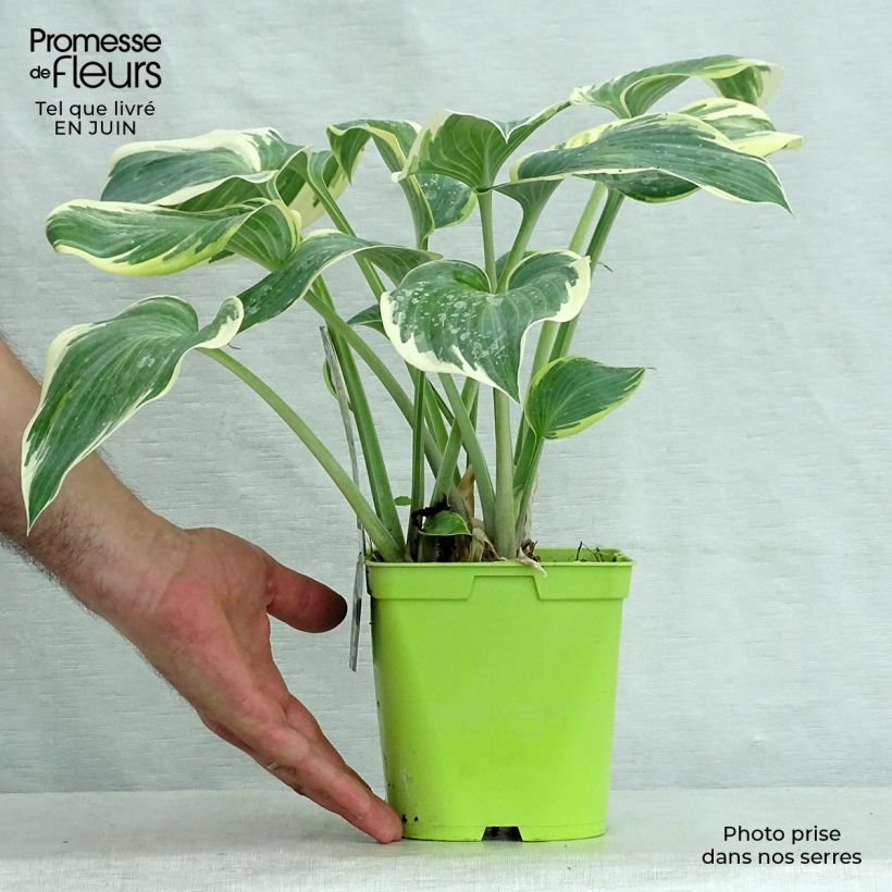 Hosta First Frost 2L/3L pot sample as delivered in summer