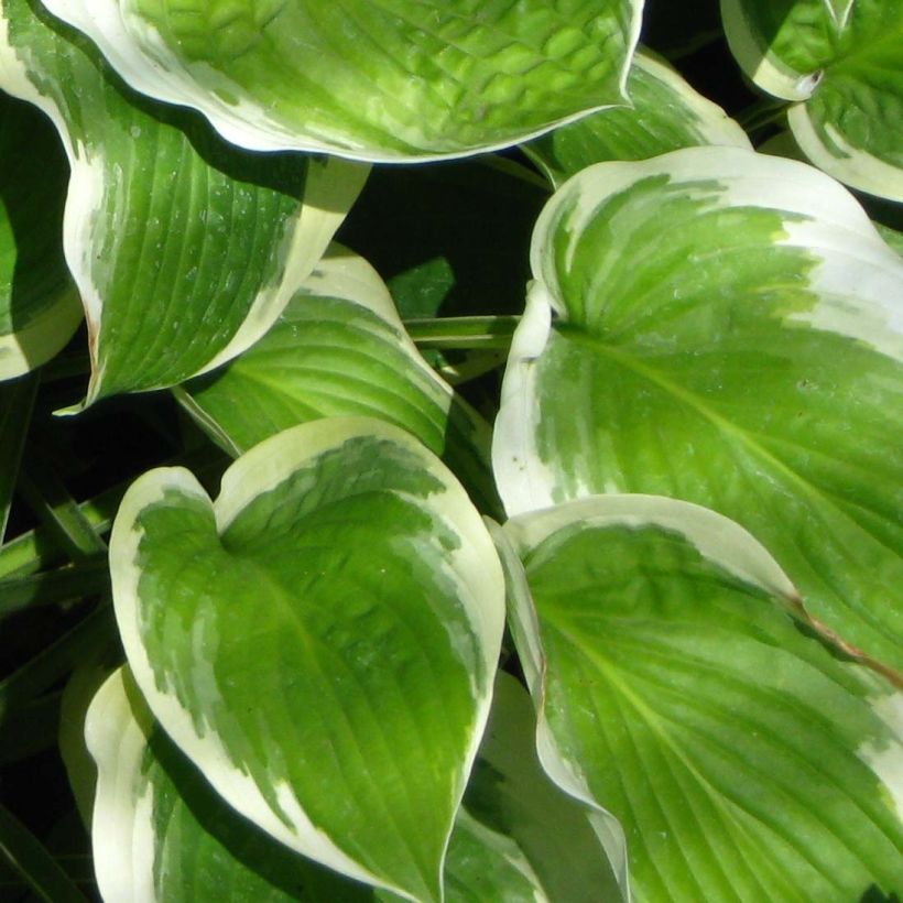 Hosta Formal Attire (Foliage)