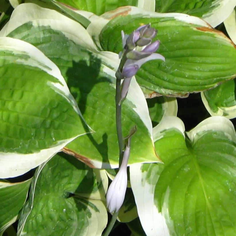 Hosta Formal Attire (Flowering)