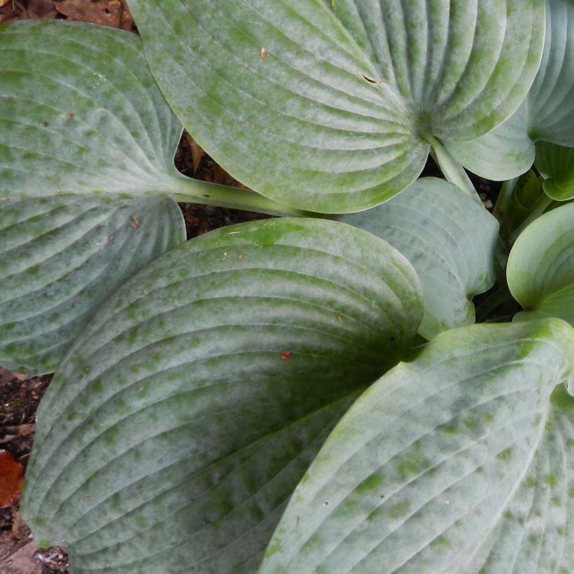 Hosta Fragrant Blue (Foliage)