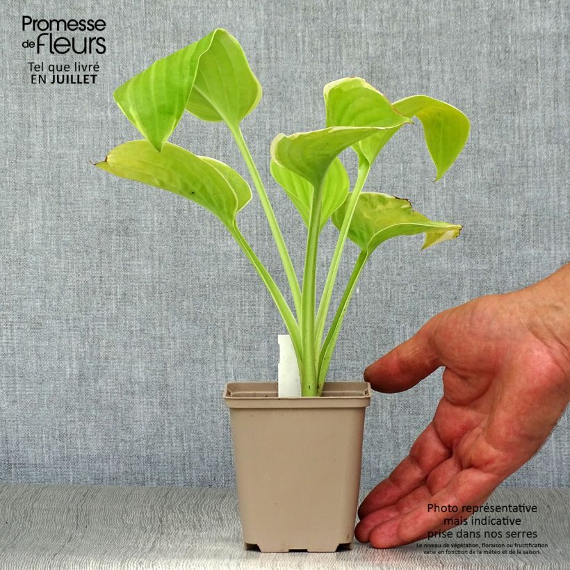 Hosta Fragrant Bouquet Godet de 8/9 cm sample as delivered in summer