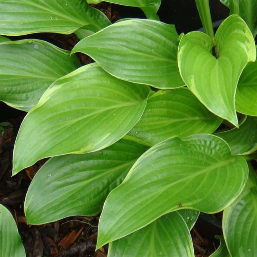 Hosta Fragrant Fire (Foliage)