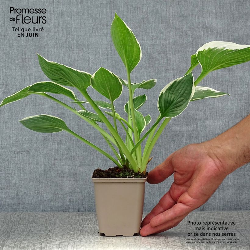 Hosta fortunei Francee 8/9 cm pot sample as delivered in summer