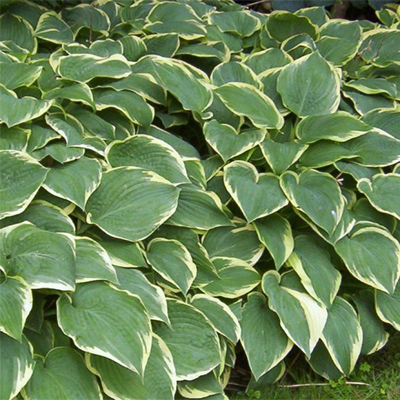 Hosta Fringe Benefit (Flowering)