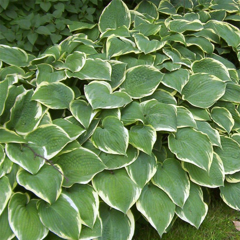 Hosta Fringe Benefit (Plant habit)