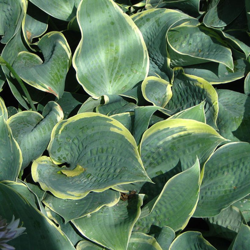 Hosta Dimples (Foliage)