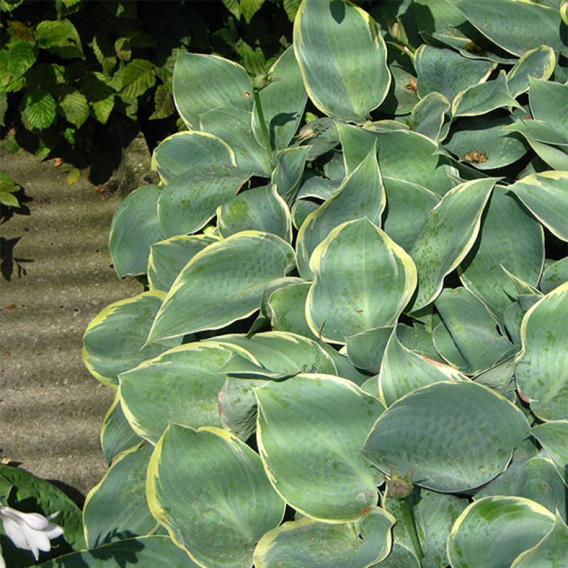 Hosta Dimples (Plant habit)