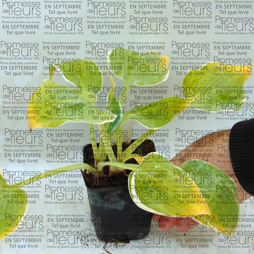 Example of Hosta Dimples 8/9 cm pot specimen as delivered