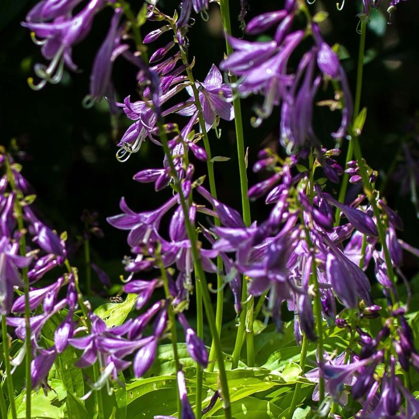 Hosta Gold Edger (Flowering)