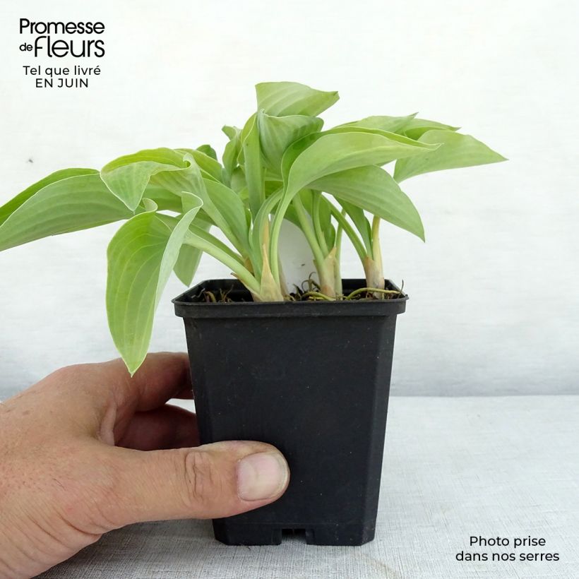 Hosta Gold Edger 8/9 cm pot sample as delivered in summer