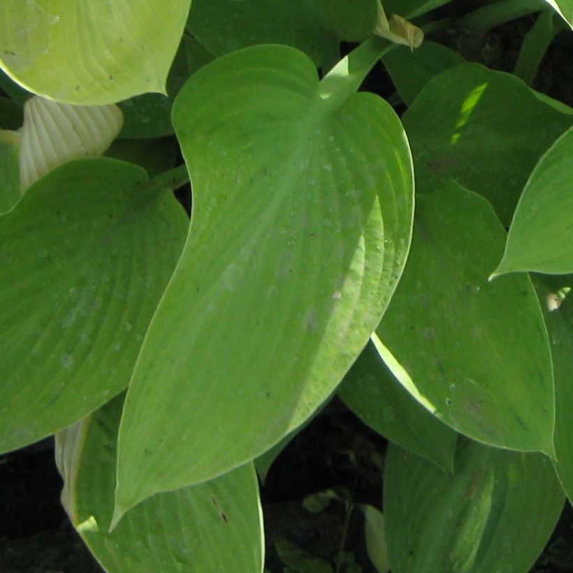 Hosta Gold Regal (Foliage)