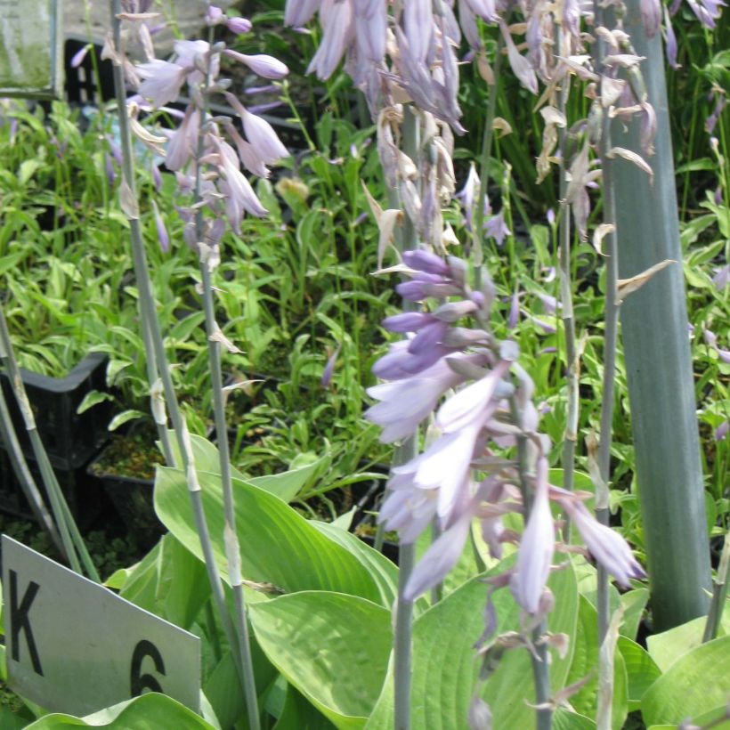 Hosta Gold Regal (Flowering)