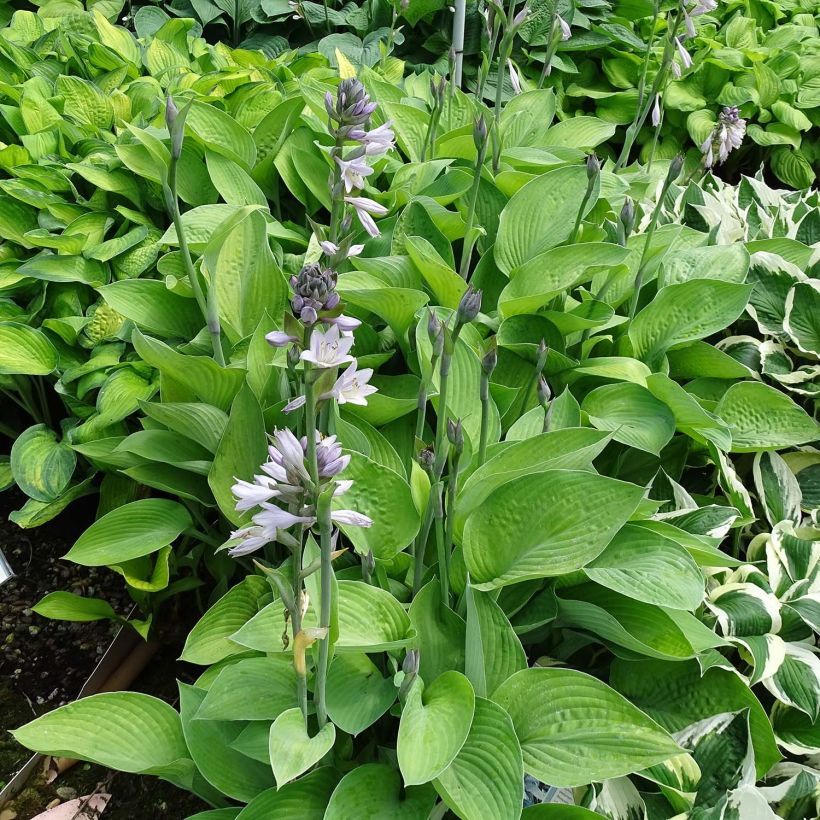 Hosta Gold Regal (Plant habit)