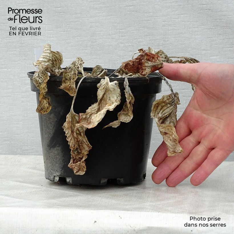 Hosta Gold Regal 2L/3L pot sample as delivered in winter
