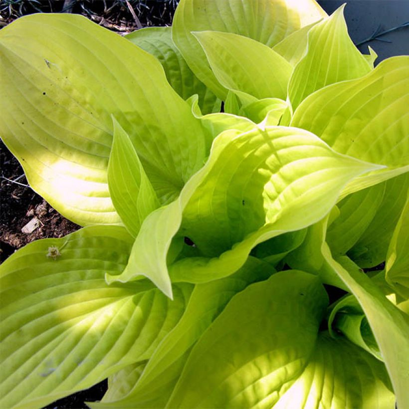 Hosta Golden Prayers (Foliage)