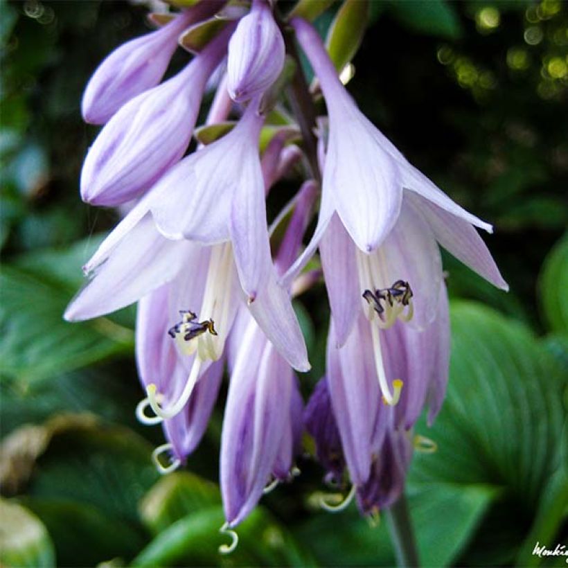 Hosta Golden Tiara (Flowering)