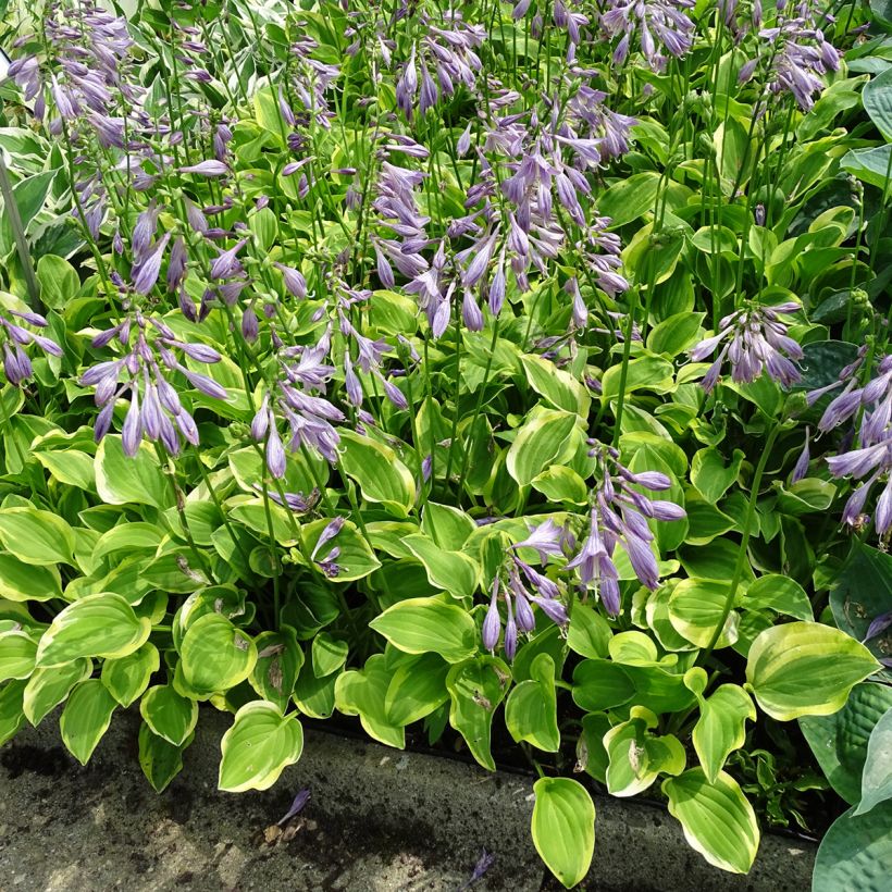 Hosta Golden Tiara (Plant habit)