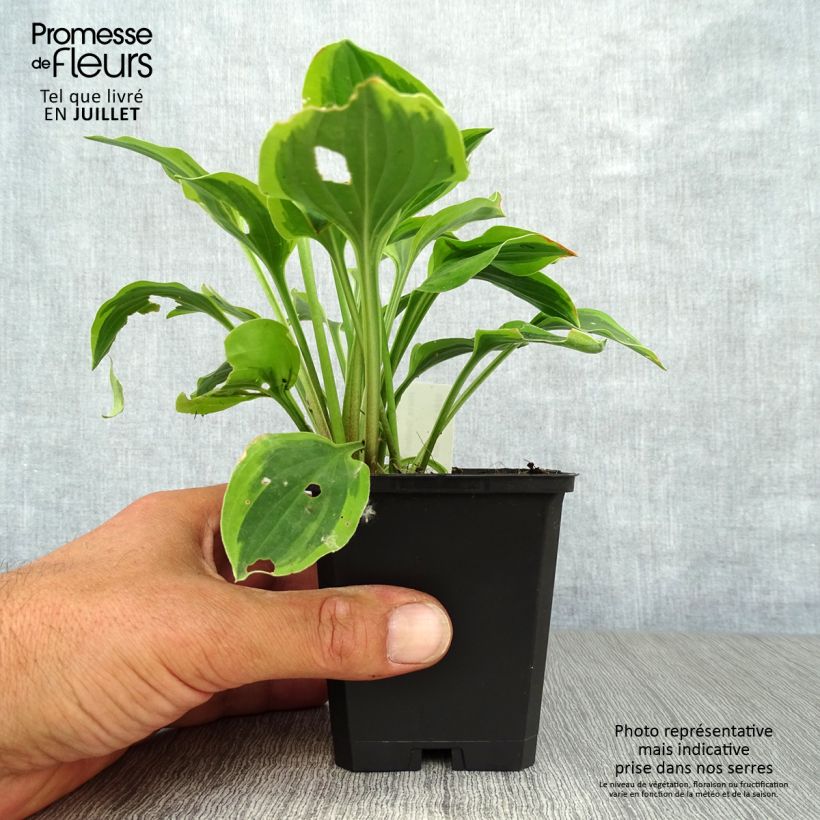 Hosta Golden Tiara 8/9 cm pot sample as delivered in summer