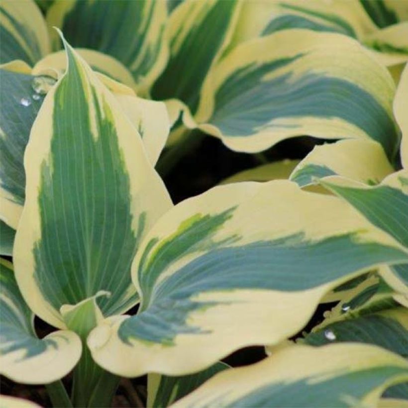 Hosta Great Escape (Foliage)