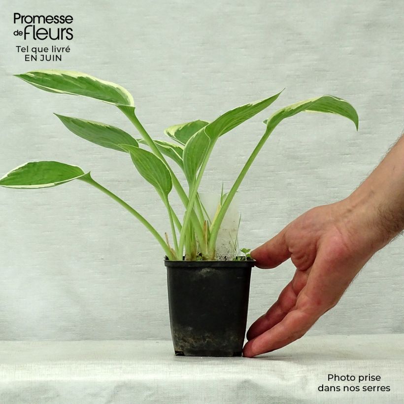 Hosta Green Gold 8/9 cm pot sample as delivered in summer