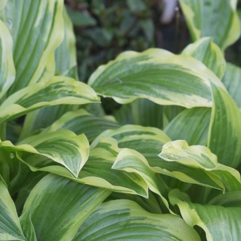 Hosta Ground Master (Foliage)