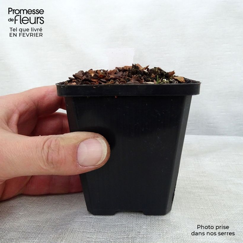 Hosta Ground Master 8/9 cm pot sample as delivered in winter