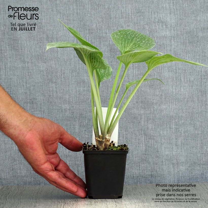 Hosta tardiana Halcyon - Blue Hosta 8/9 cm pot sample as delivered in summer