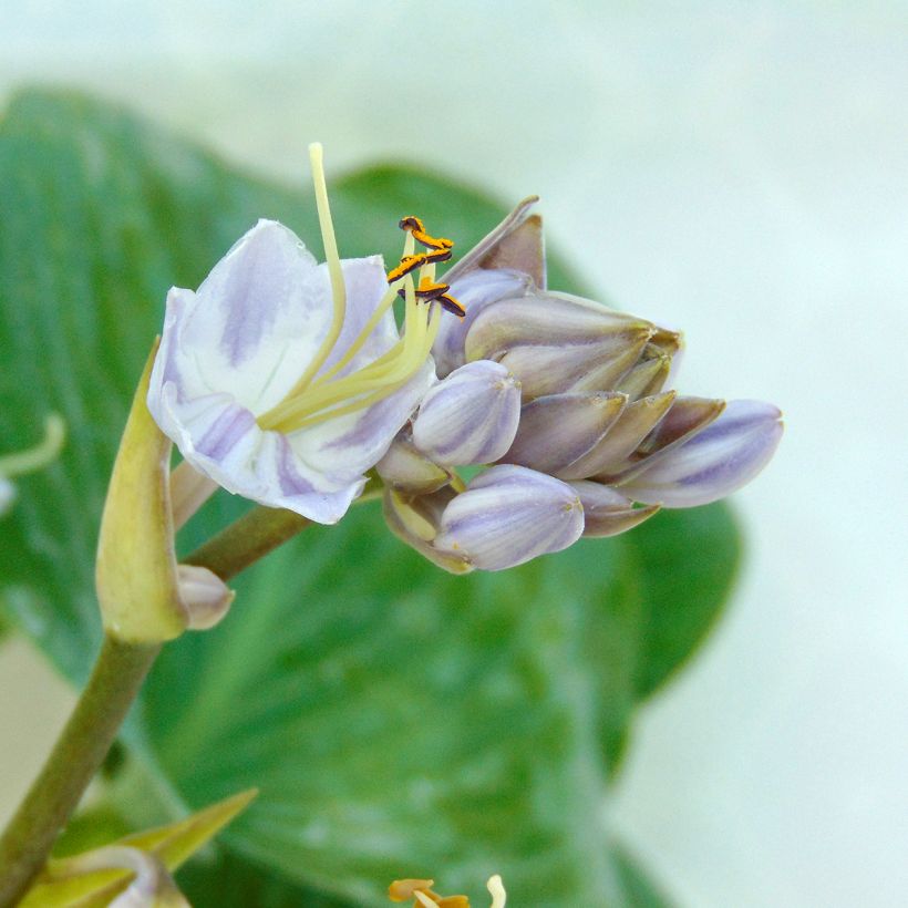 Hosta tardiana Halcyon - Blue Hosta (Flowering)