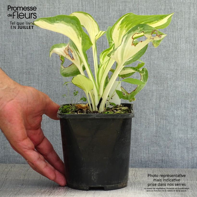 Hosta Hans 1.5L/2L pot sample as delivered in summer