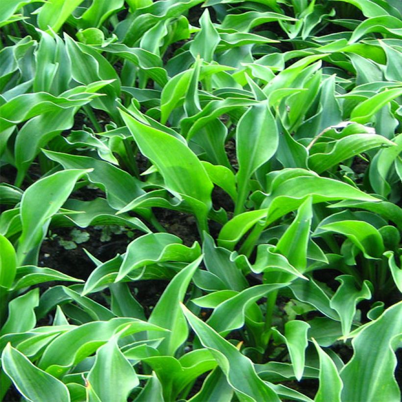 Hosta Harry Van Trier (Foliage)