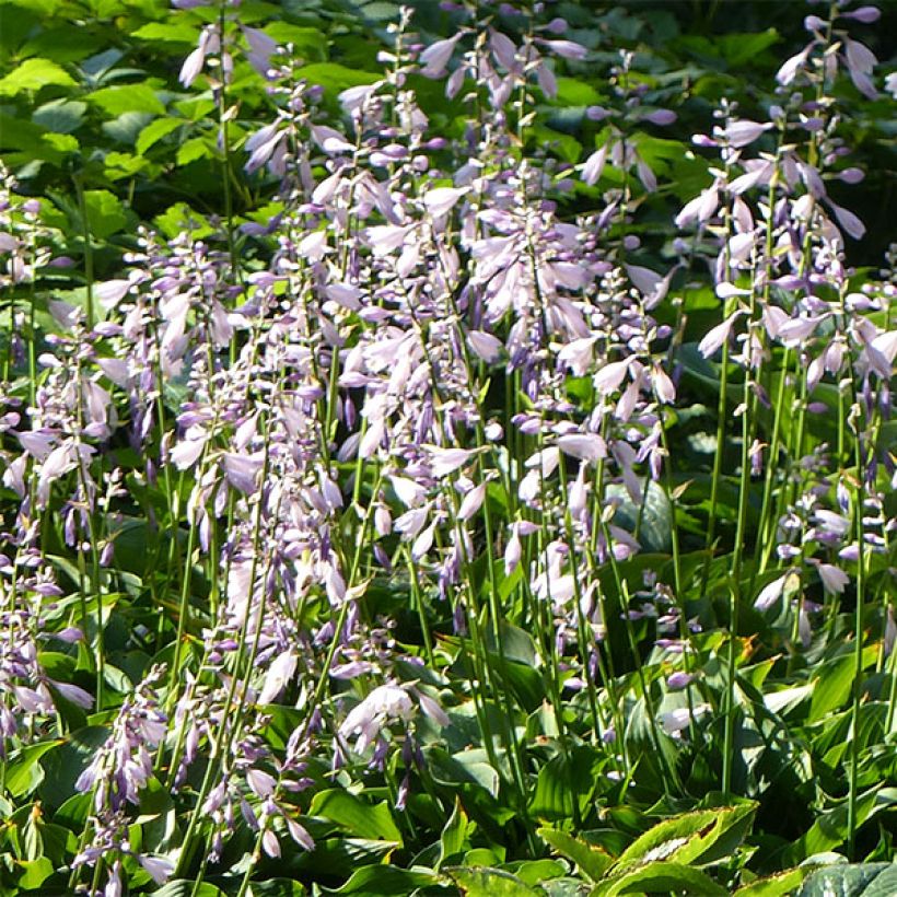 Hosta Harry Van Trier (Flowering)