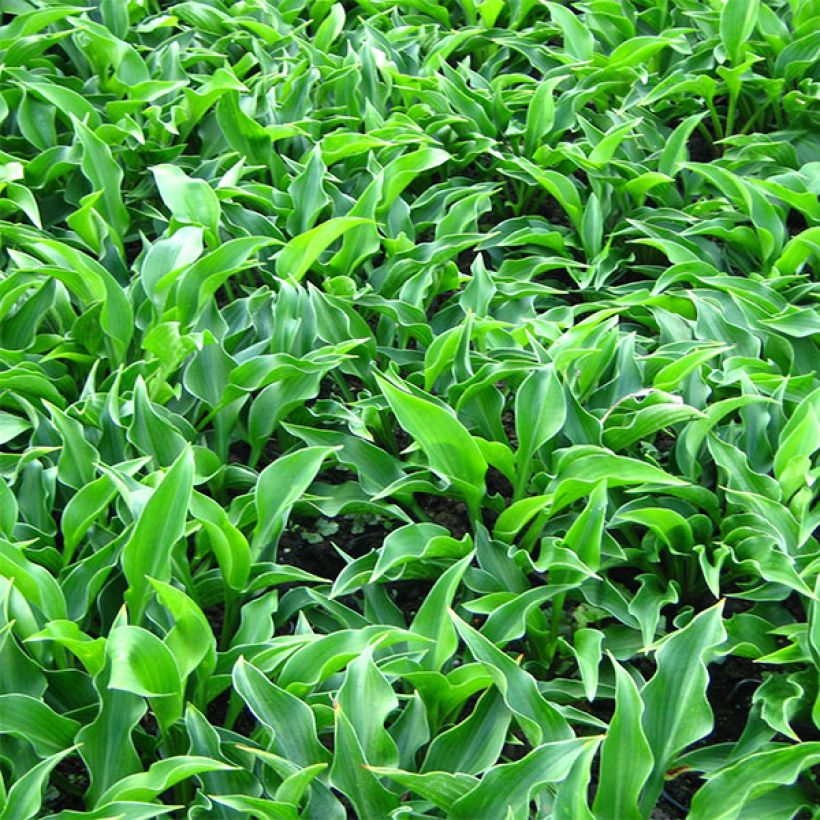 Hosta Harry Van Trier (Plant habit)